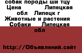 собак породы ши-тцу › Цена ­ 7 000 - Липецкая обл., Липецк г. Животные и растения » Собаки   . Липецкая обл.